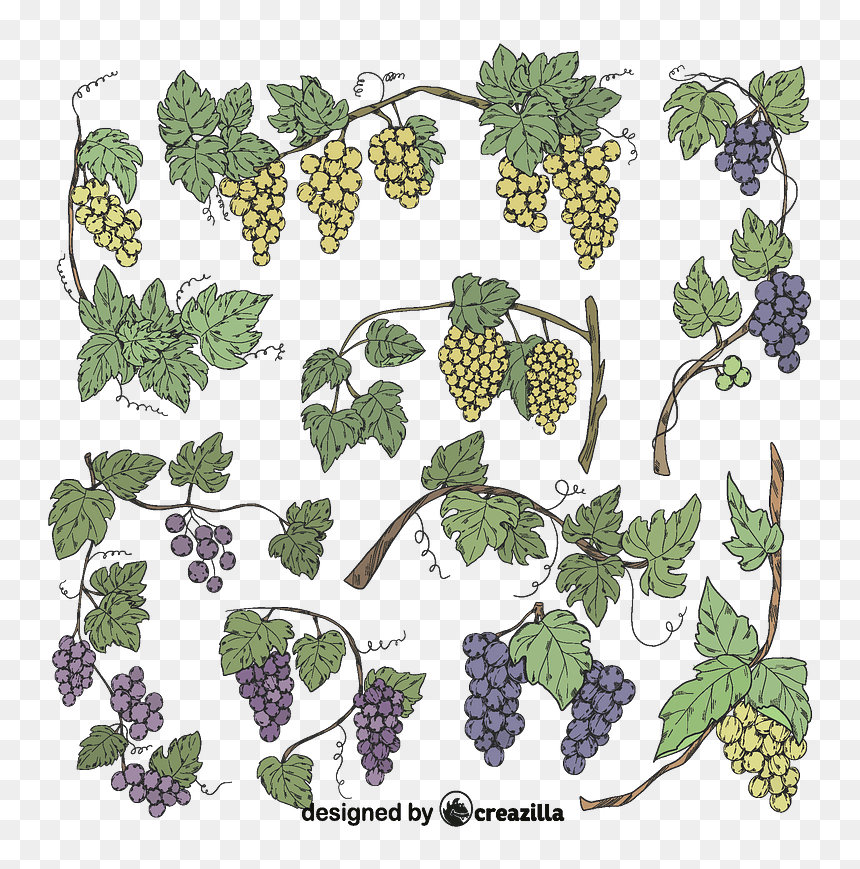 Set Of Grapevine Vector - Seedless Fruit, HD Png Download - grapevine png