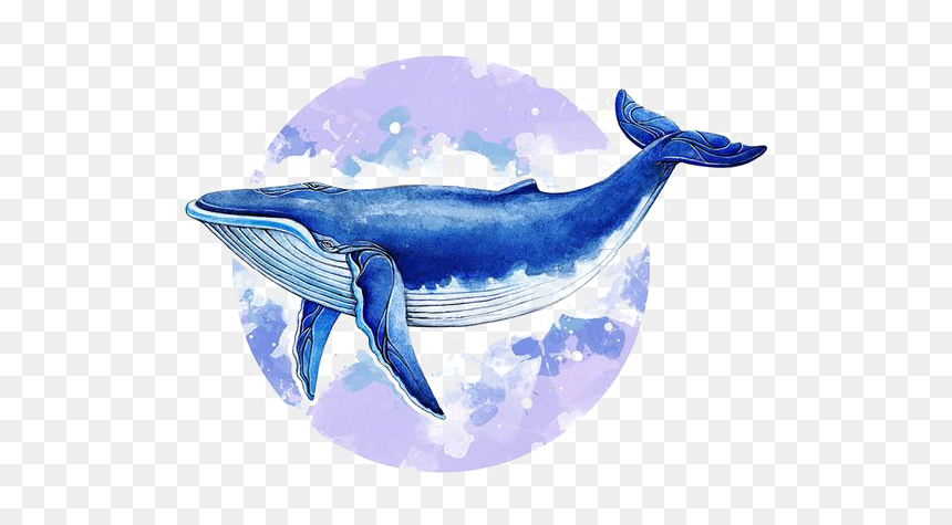 Blue Whale Watercolor, HD Png Download - sea life png