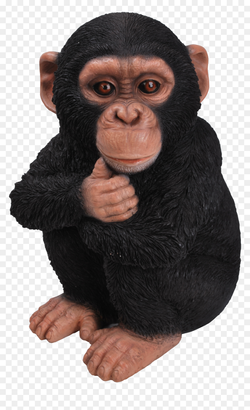 Rl Baby Chimpanzee F - Chimpanzee Transparent Background Gif, HD Png Download - chimp png