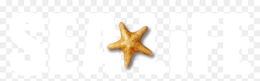 Starfish, HD Png Download - sea life png