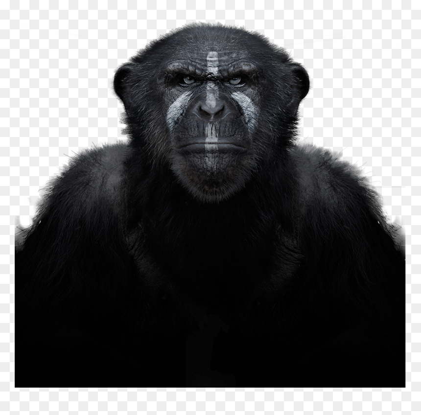 Chimpanzee , Png Download - Macaque, Transparent Png - chimp png