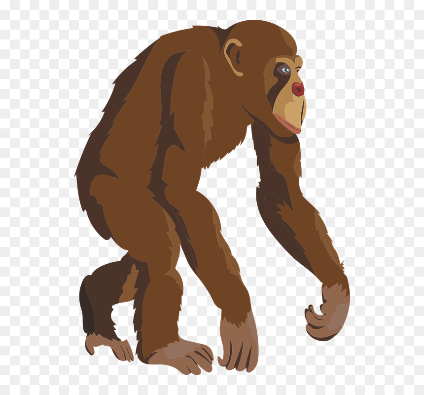 Chimpanzee Clipart Transparent Backround, HD Png Download - chimp png