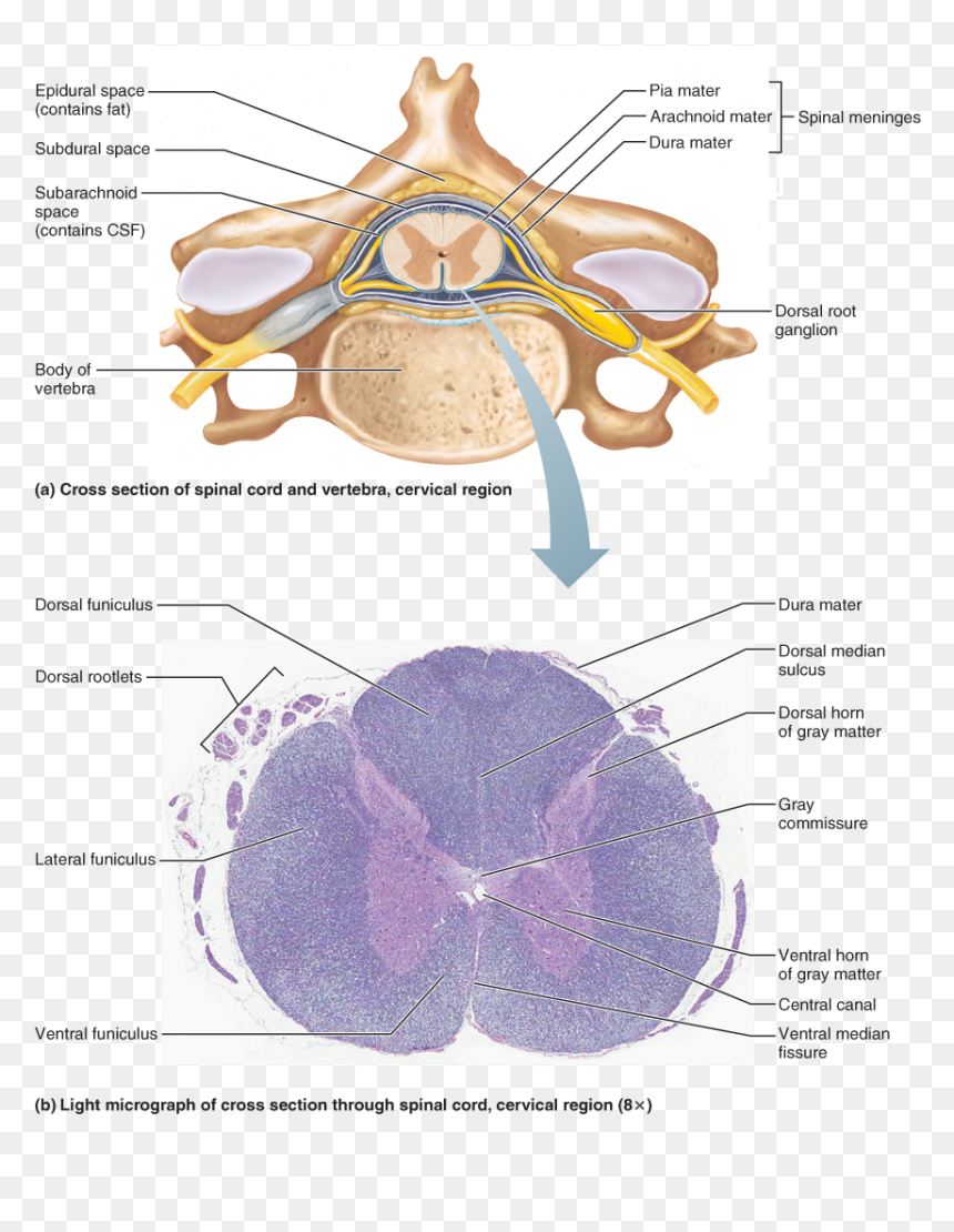 Spinal Cord Cervical Region Cross Section, HD Png Download - spinal cord png