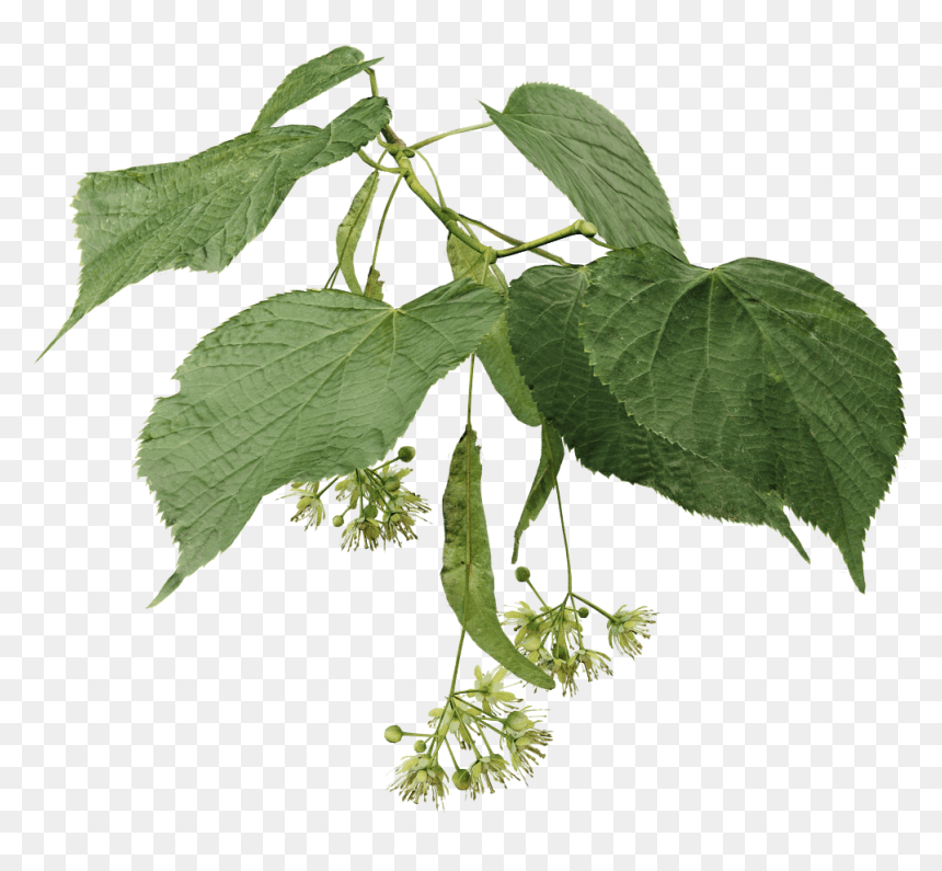 Black Maple, HD Png Download - street tree png