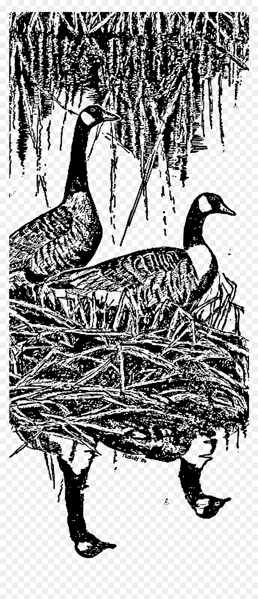 Nesting Canada Geese Clip Arts - Clip Art, HD Png Download - geese png