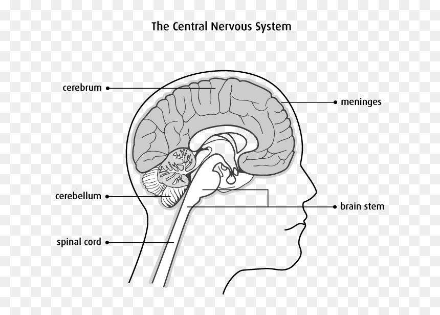 Types Of Brain And Spinal Cord Tumours - Central Nervous System Parts Of The Human Brain Black, HD Png Download - spinal cord png