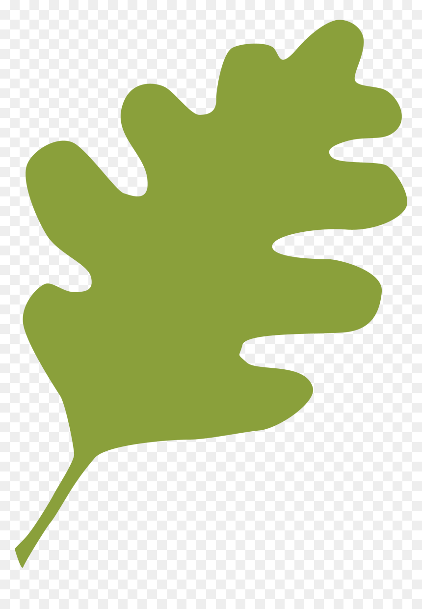Green Live Oak Leaf - Tree Planting, HD Png Download - live oak png