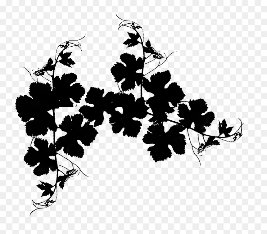 Vine Vector Png - Grapes Vectors Vine, Transparent Png - grapevine png
