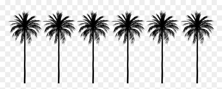 Attalea Speciosa, HD Png Download - coachella png