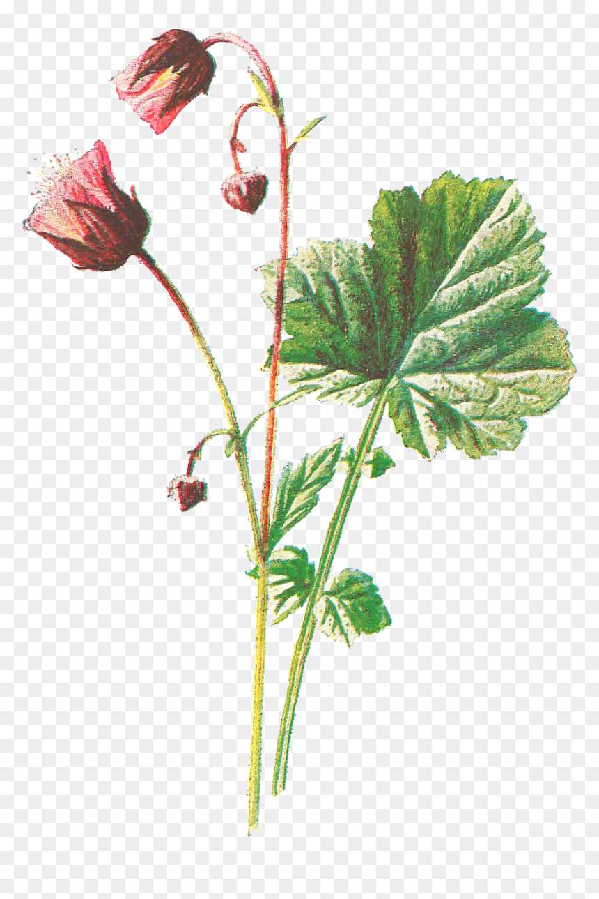Water Avens, HD Png Download - fireworks .png
