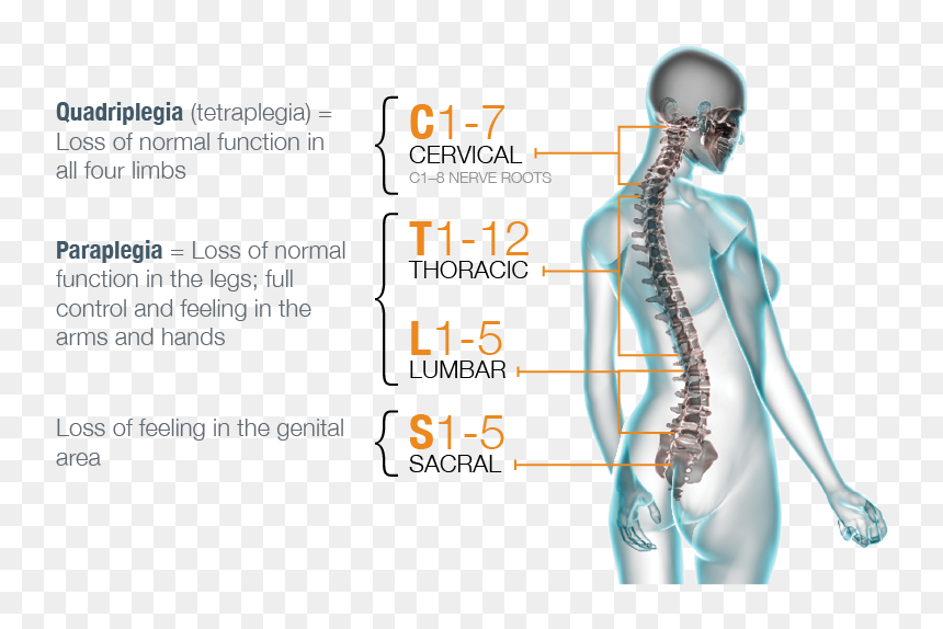 X Ray Female, HD Png Download - spinal cord png