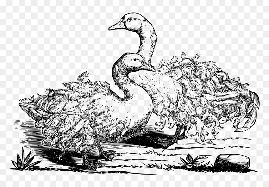 Sebastopol Geese Clip Arts - Sebastopol Geese Clipart, HD Png Download - geese png