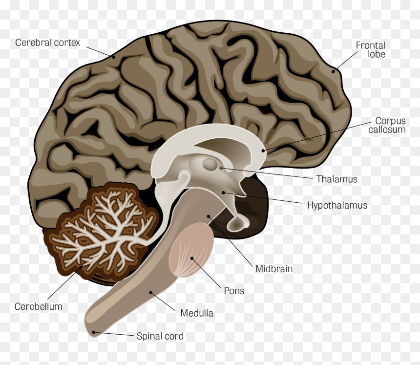 Part Of The Brain Does Parkinson's Affect, HD Png Download - spinal cord png