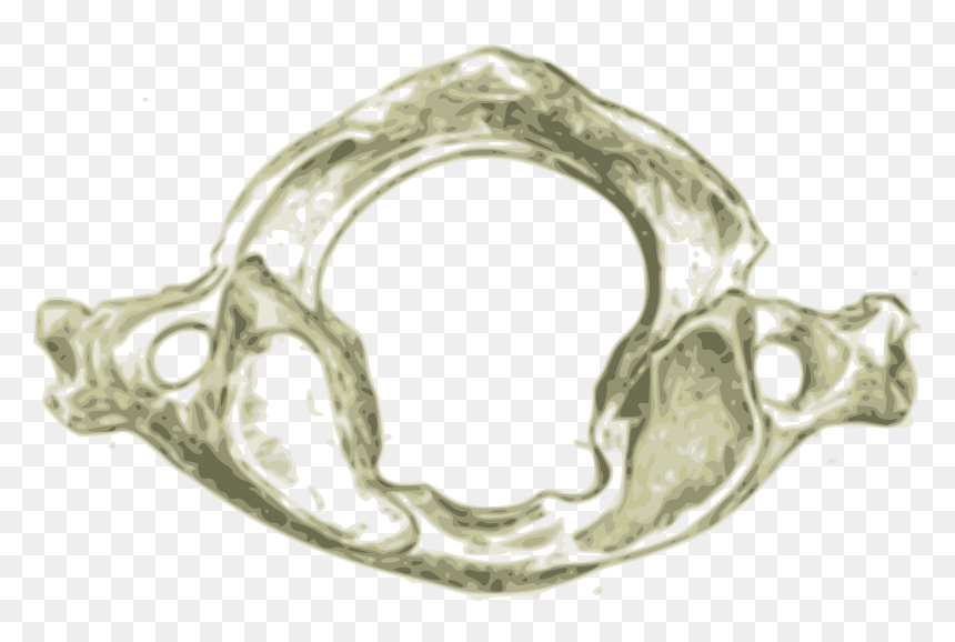Atlas First Human Cervical Vertebra C1 Clip Arts - Atlas Vertebrae Of Human, HD Png Download - book spine png
