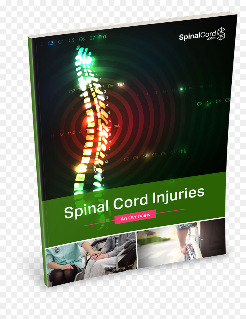 Flyer, HD Png Download - spinal cord png