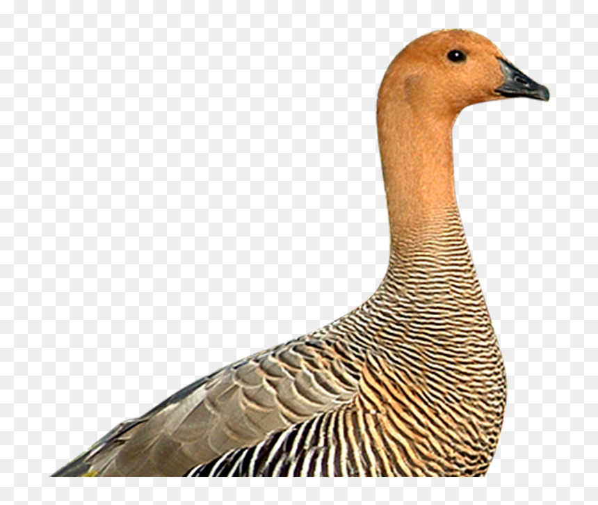 Canvasback Duck , Png Download - Duck, Transparent Png - geese png