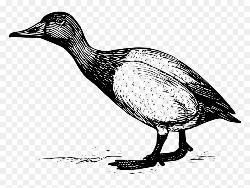 Standing Duck Engraving, HD Png Download - geese png
