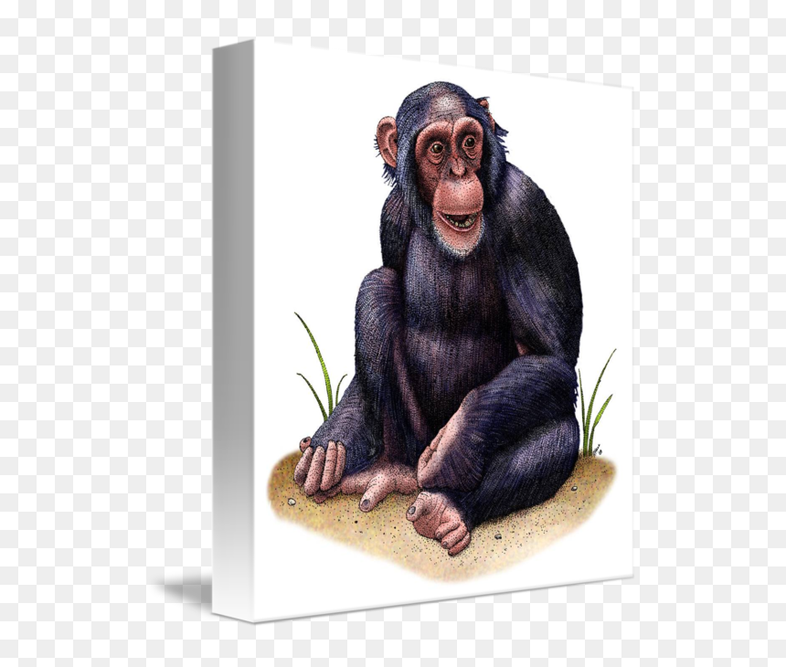 Chimpanzee Drawings, HD Png Download - chimp png