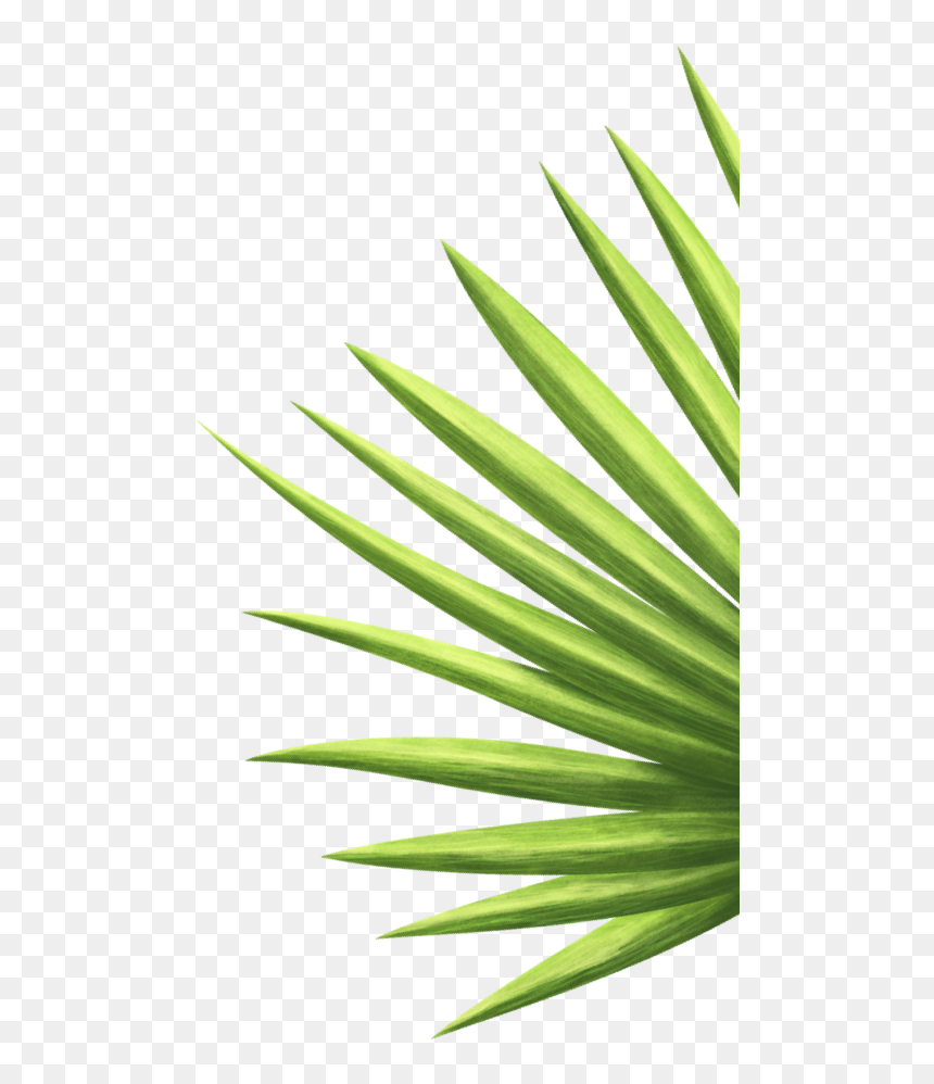 Coachella"s Food Program Features Top Restaurants From - Pond Pine, HD Png Download - coachella png