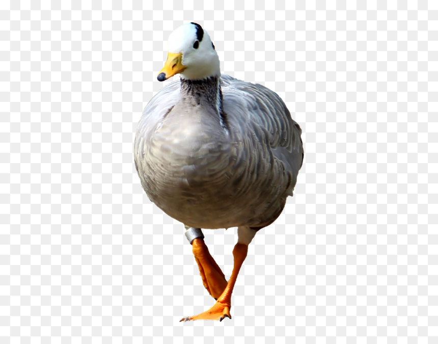 รูป สัตว์ พื้น หลัง โปร่งใส, HD Png Download - geese png