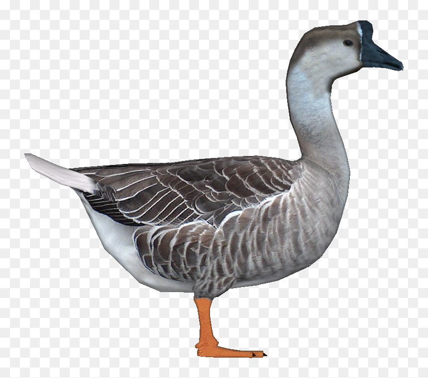 Goosechinese Jimmyzhoopz - Zoo Tycoon 2 Goose, HD Png Download - geese png