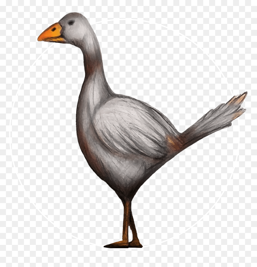 Attribute Motif Kars Goose White - Duck, HD Png Download - geese png