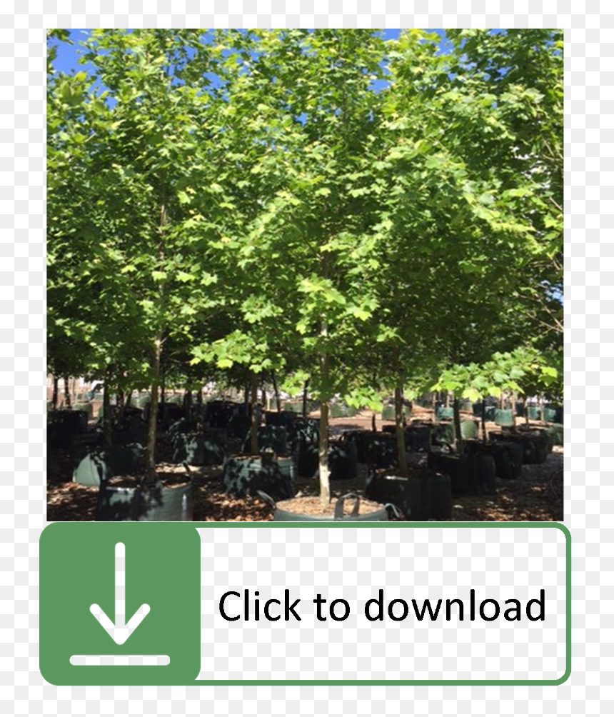 Young London Plane Tree, HD Png Download - street tree png