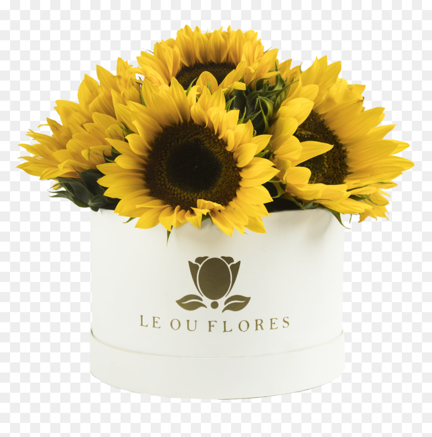 Cilindro 10 Girasoles - Portable Network Graphics, HD Png Download - girasoles png