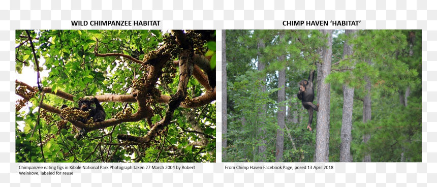 Apes On Tree, HD Png Download - chimp png