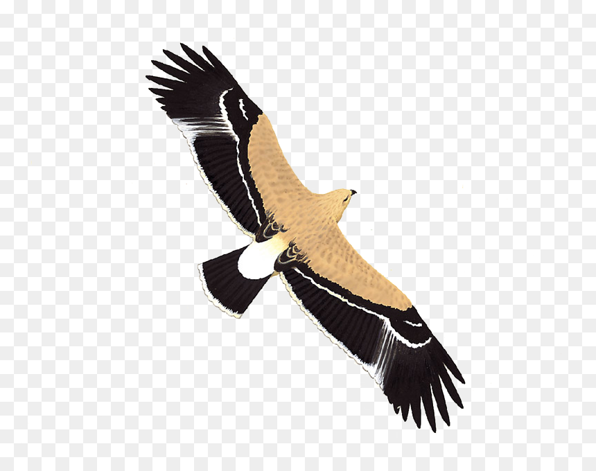 Imperial Eagle - White Stork, HD Png Download - imperial aquila png