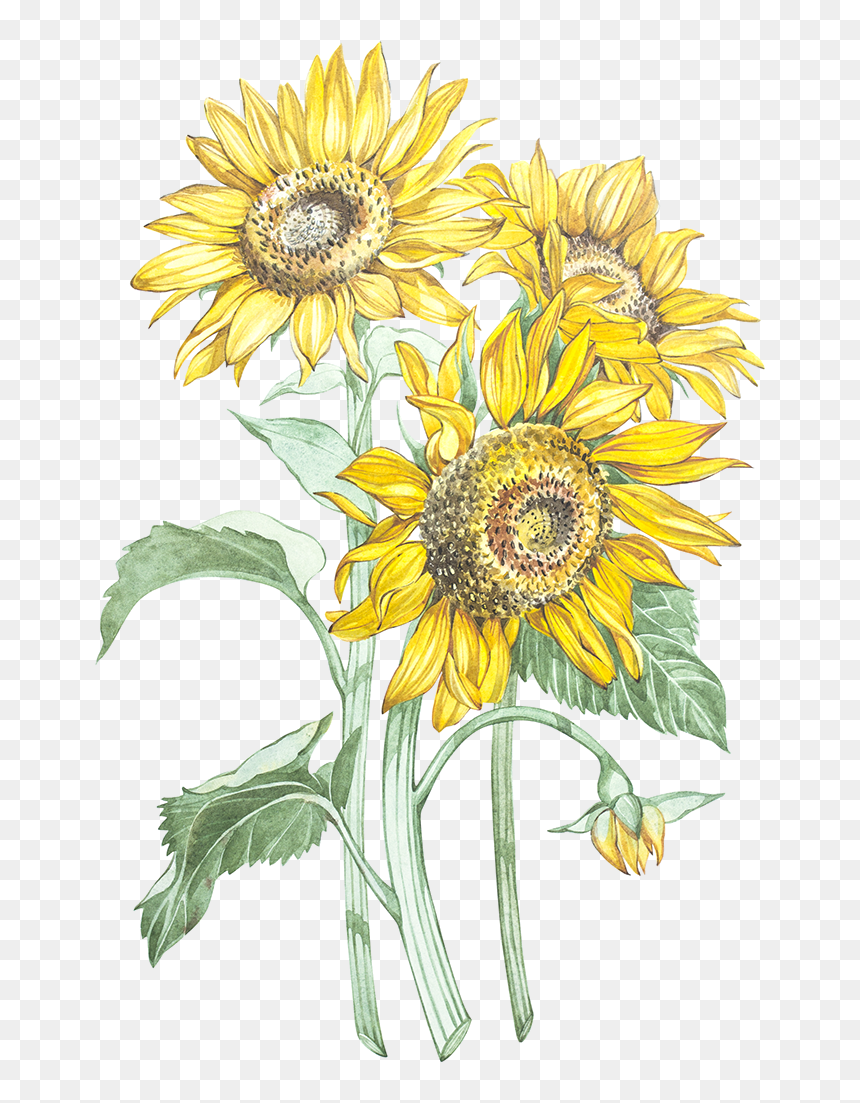 Transparent Watercolor Sunflower Png - Girasole Png, Png Download - girasoles png
