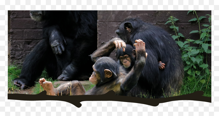 Paw, HD Png Download - chimp png