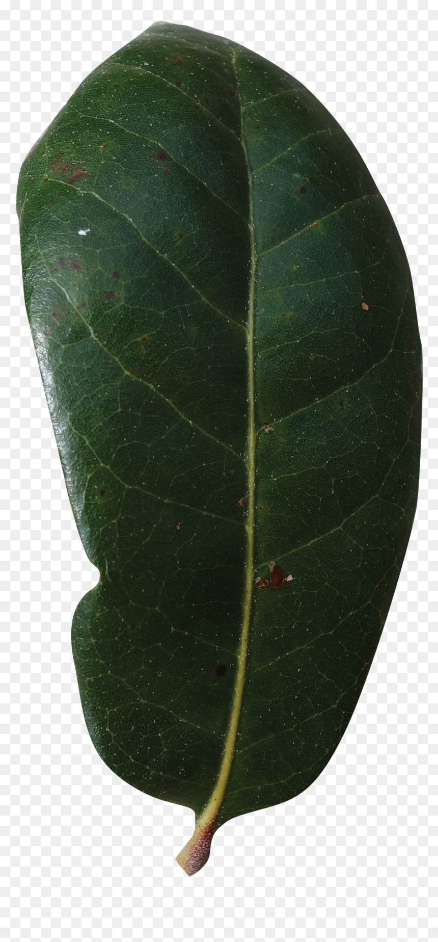 Plant Pathology, HD Png Download - live oak png