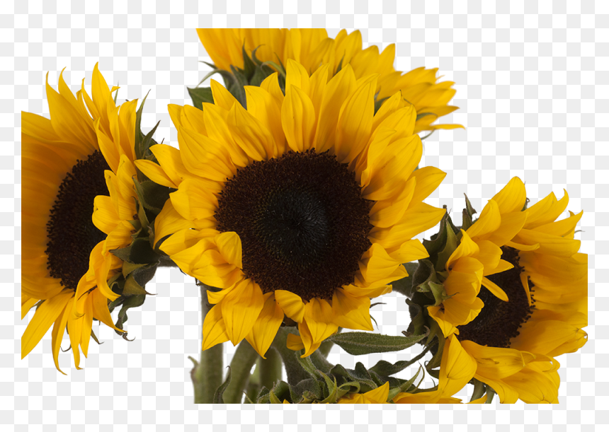 Sunflower , Png Download - Girasoles Png, Transparent Png - girasoles png
