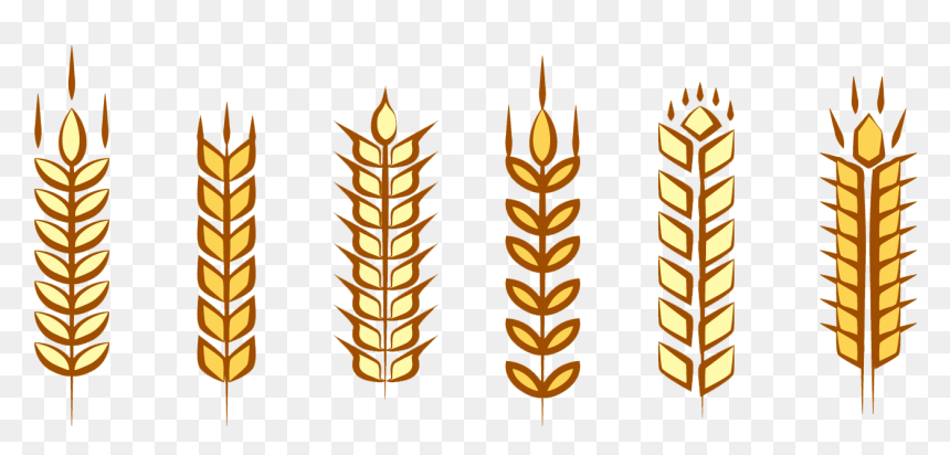 Transparent Maize Clipart - Ear Of Corn Vector Free, HD Png Download - wheat vector png