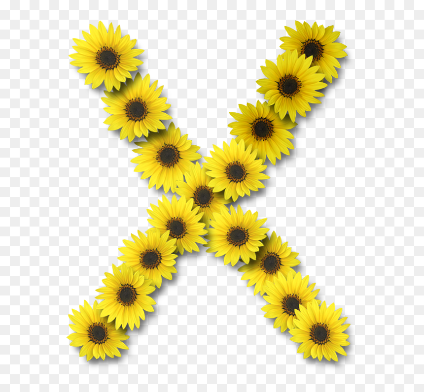 Letra Y De Girassol, HD Png Download - girasoles png