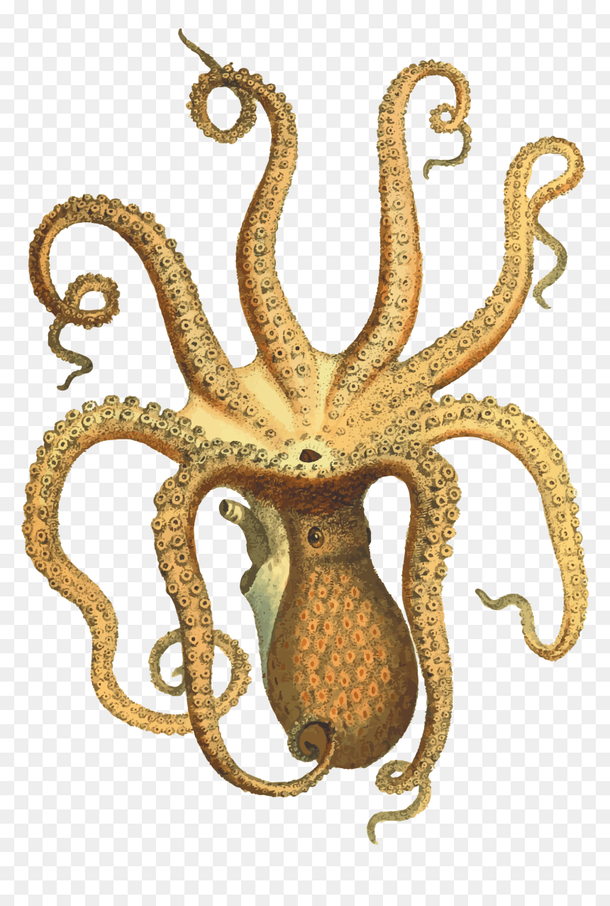 Octopus Png - Octopus Vintage Png, Transparent Png - octopus tentacles png
