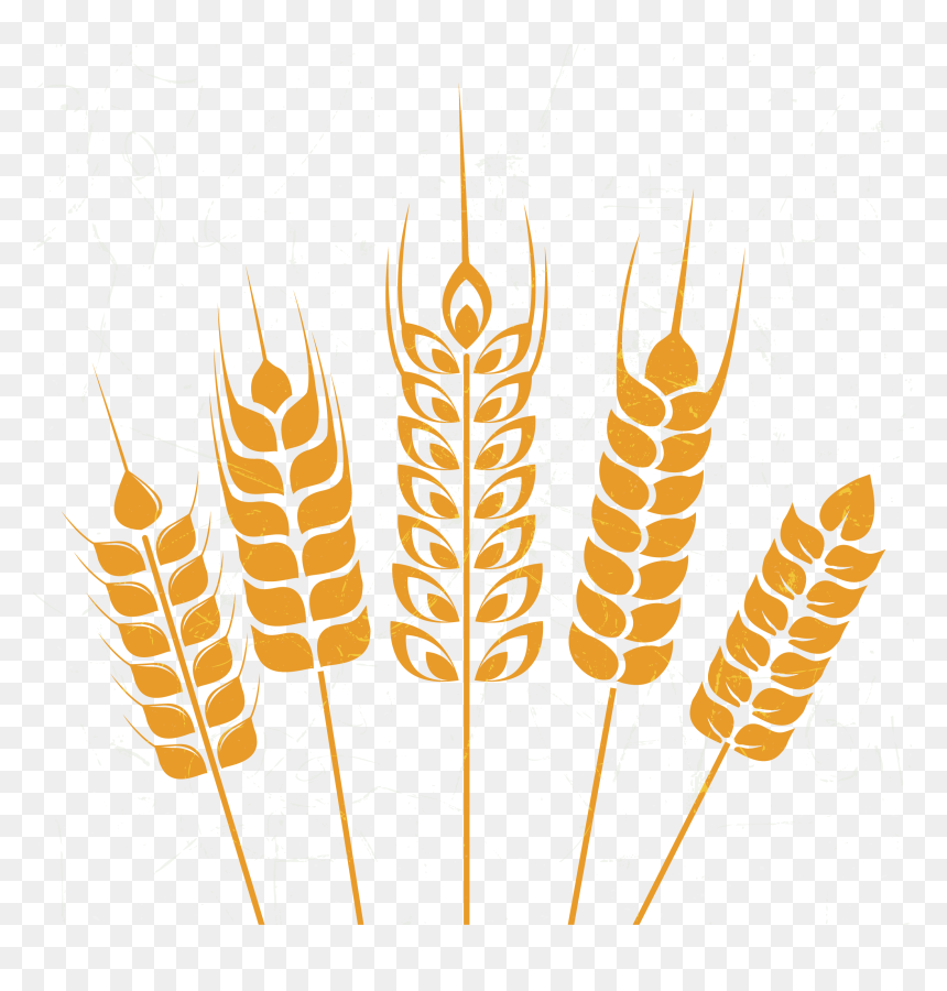 Vector Wheat Illustrator - شعار محافظة المنيا Png, Transparent Png - wheat vector png