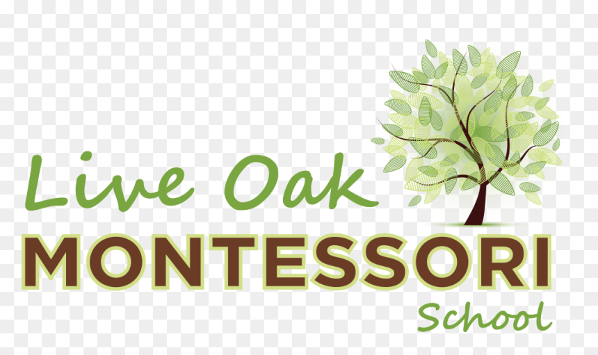 Live Oak Montessori School - Wyncote Foundation, HD Png Download - live oak png
