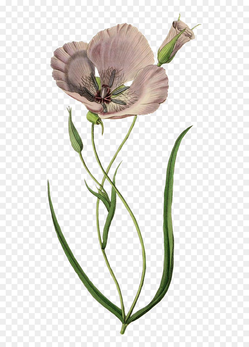 Calochortus, HD Png Download - poppy flower png