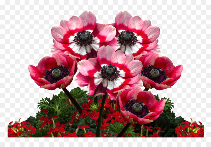 Poppies, Poppy, Mohngewaechs, Poppy Flower, Red Poppy - Birthday, HD Png Download - poppy flower png