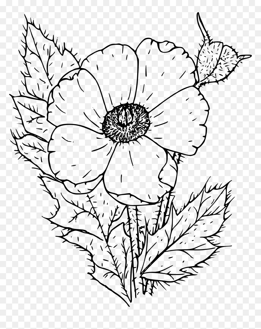 Prickly Poppy Clip Arts - Poppy Flower Black And White, HD Png Download - poppy flower png