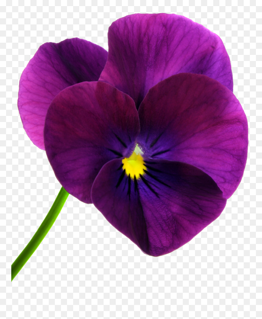 Transparent Pansies Png - Pansy Flower Png, Png Download - poppy flower png