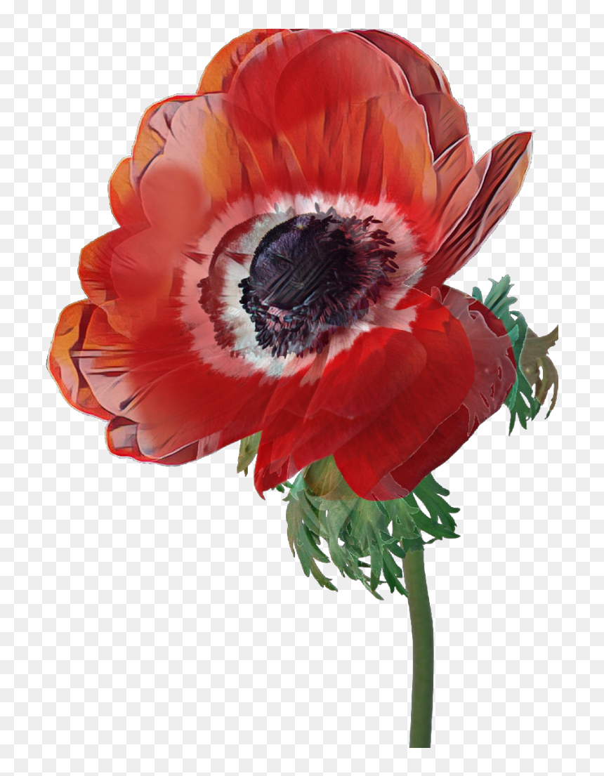 Artificial Flower , Png Download - Flower, Transparent Png - poppy flower png