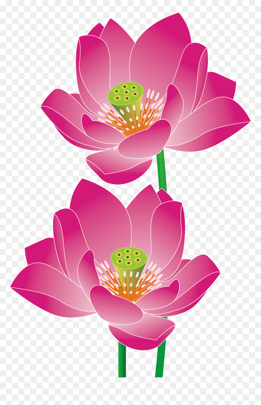 Nelumbo Nucifera Euclidean Vector - Lotus Vector, HD Png Download - chinese dragon vector png