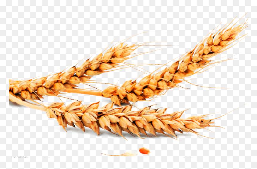 Transparent Oats Png - Justine Fortigrain Facial Scrub, Png Download - wheat vector png
