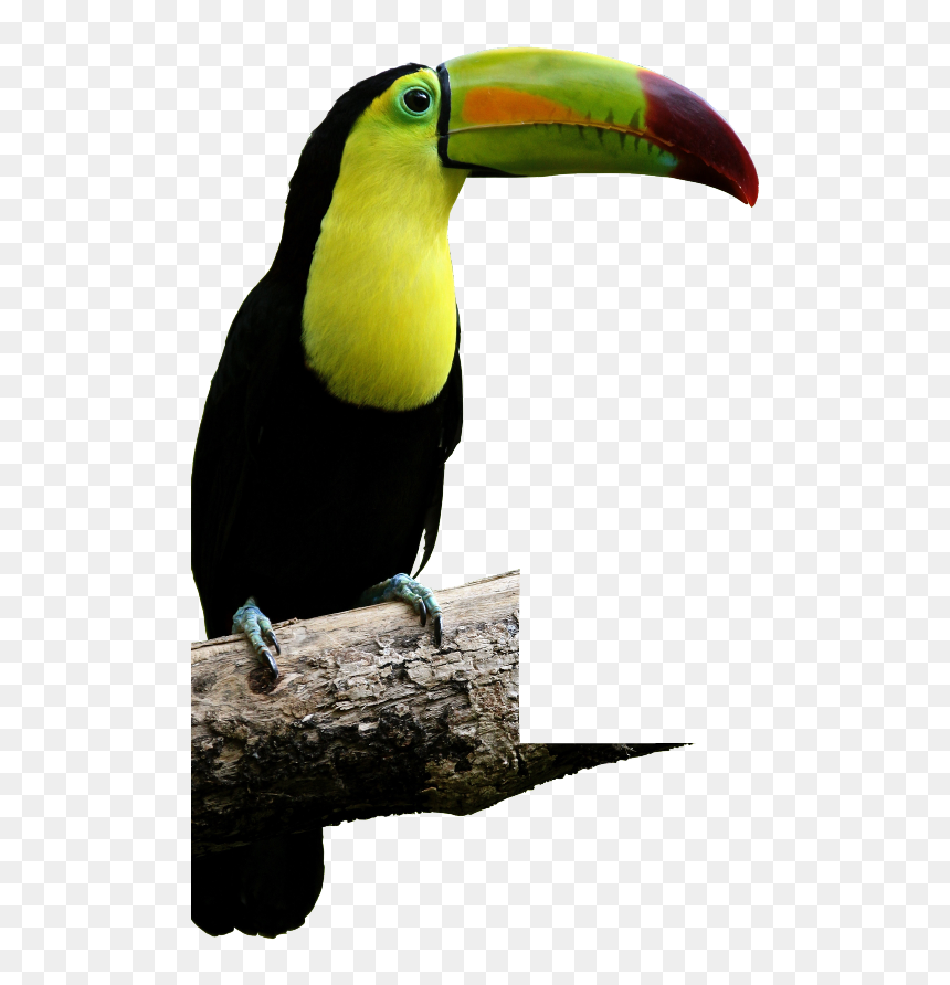 Tucan Con Fondo Transparente , Png Download - Toucan Png, Png Download - tucan png