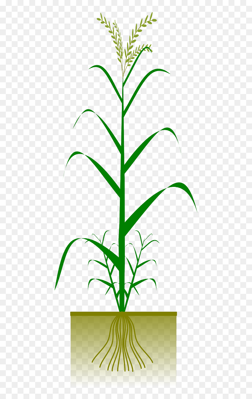 Types Of Root Plants, HD Png Download - wheat vector png