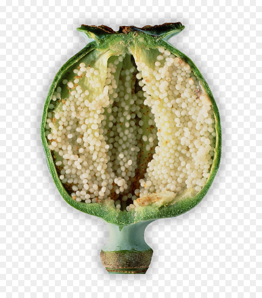 Opium Poppy Seeds, HD Png Download - poppy flower png