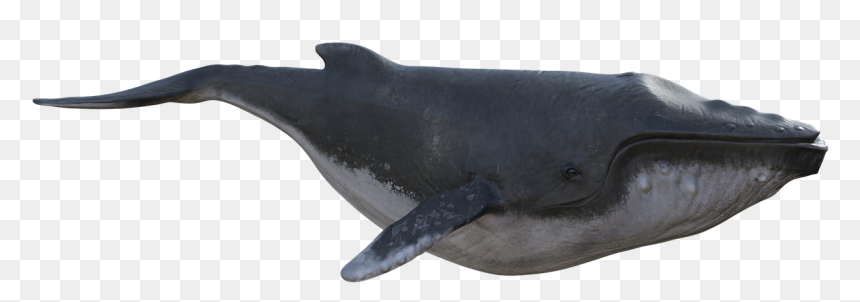 Blue Whale, HD Png Download - humpback whale png